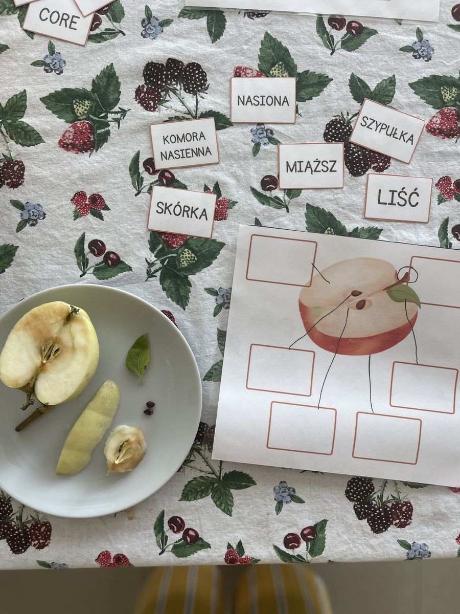 Jabłko przekrojone na talerzu obok karty pracy z podpisami: nasiona, skórka, miąższ